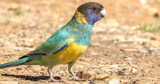 Port Lincoln Parrot 