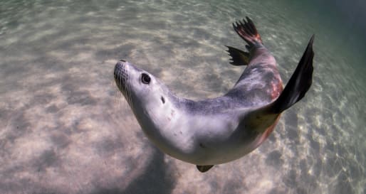 Sea Lions SA 