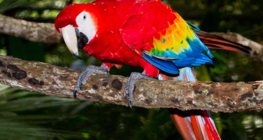 Wildlife - Complimentary Activities at Gaia Riverlodge