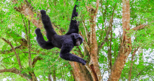 Monkey - Monkey River Tour
