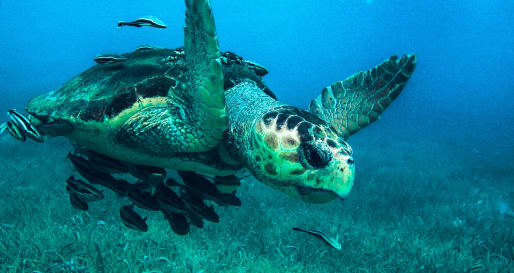Marine life