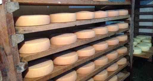 Cheese