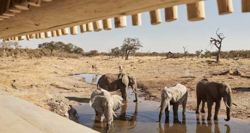 Elephants at the water hole  