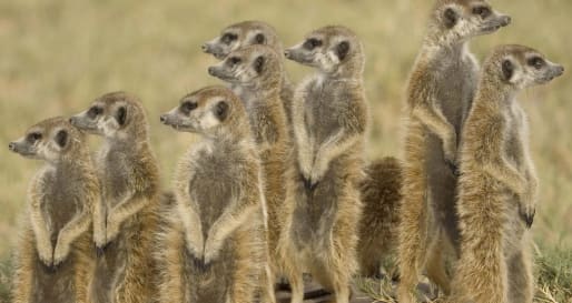 Meerkats on the Makgadikgadi