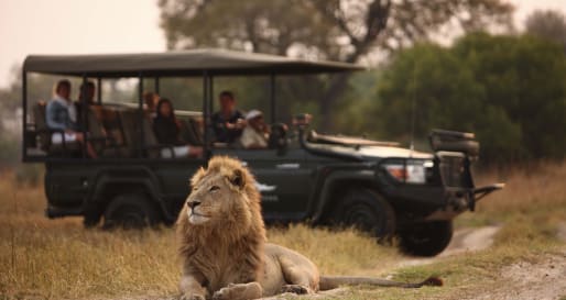 Game drives at Sandibe