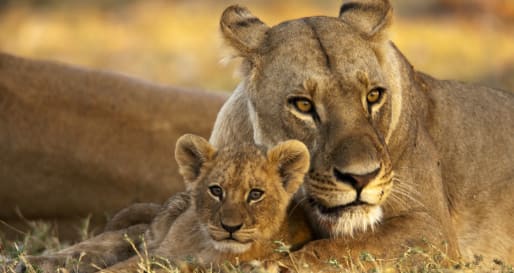 Selinda Camp wildlife