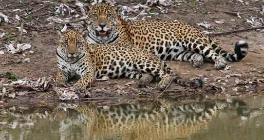 Wildlife - Caiman Ecological Refuge