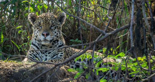 Jaguar 