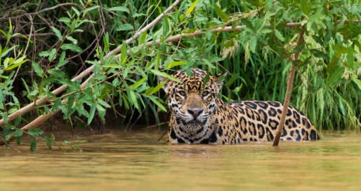 Wild Brazil Amazon  Pantanal Adventure 