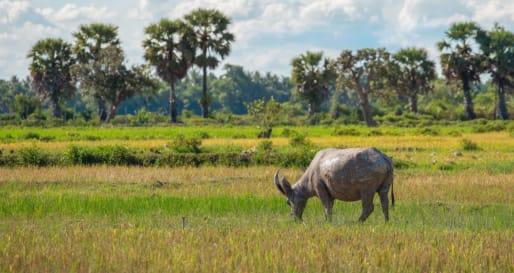 Country side around Siam Reap - Cambodia
