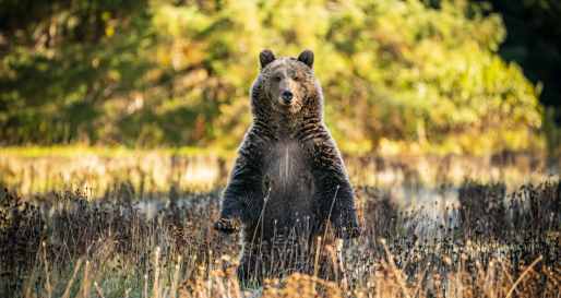 Grizzly Bear