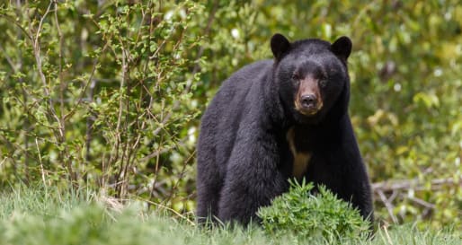 Black bear - Coastal Bear Watch from Tofino