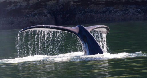 Whales 
