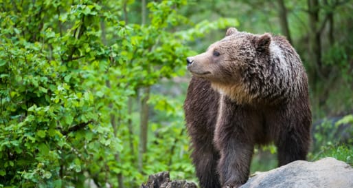 Brown Bear