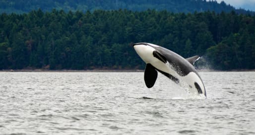Orca whale