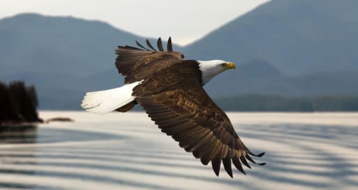 Bald Eagle