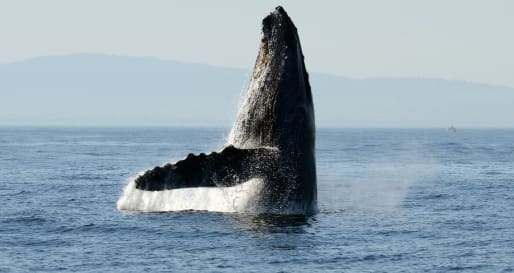 Humpback Whale