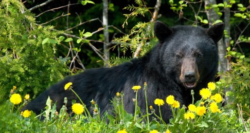 Bear Viewing - Whistler Bear Viewing Tour