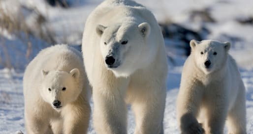 Mother Polar Bear with her cubs
