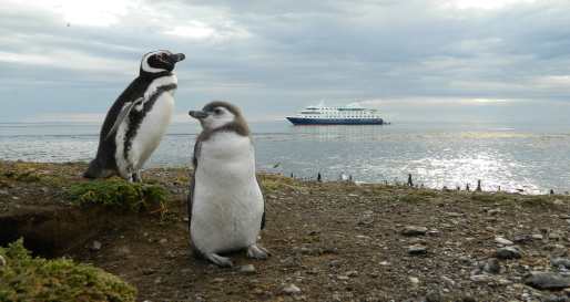 Penguins - Australis Cruises