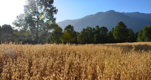 Corn field - A day on the farm