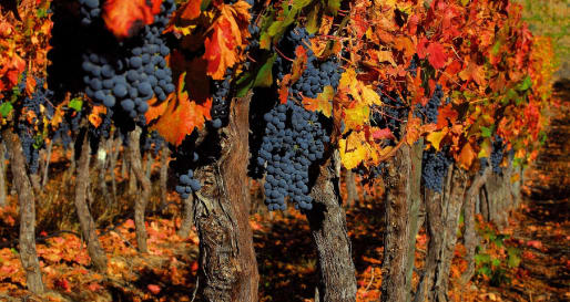 Vines - Wine and Valparaiso