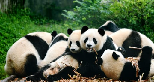 Pandas - Full Day Tour of Chengdu