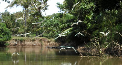 Caño Negro Wildlife Reserve