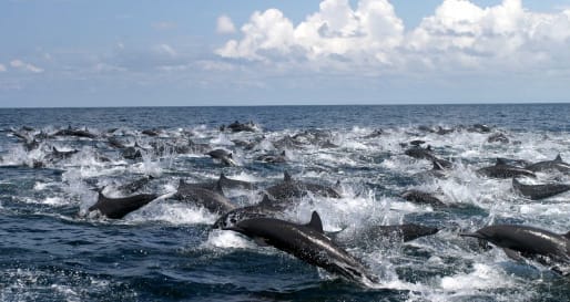 Golfo Dulce dolphin tour