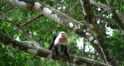 Manuel Antonio National Park