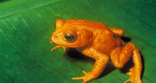 Monteverde Frog 