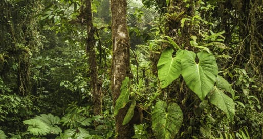 Santa Elena Cloud Forest  