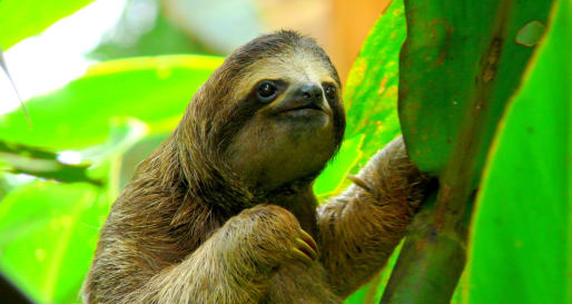 Go sloth-spotting