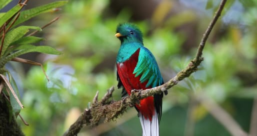 Wildlife Costa Rica