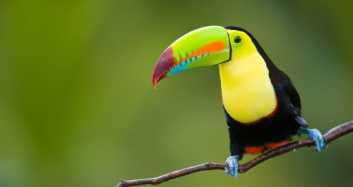 Spot Vibrant Toucans