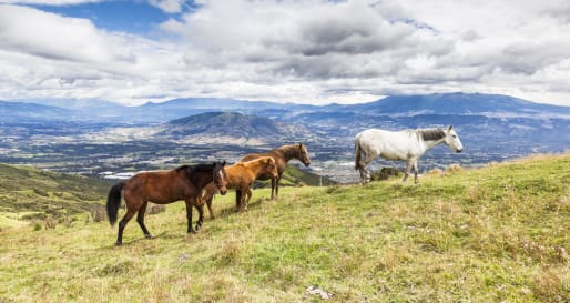 Horses    - Horse riding at Hacienda Zuleta