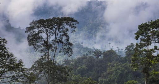 Cloudforest  - Mashpi Life Centre