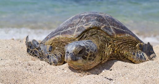 Ecuador and Galapagos with Kids