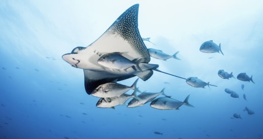 Epic Ecuador and Galapagos
