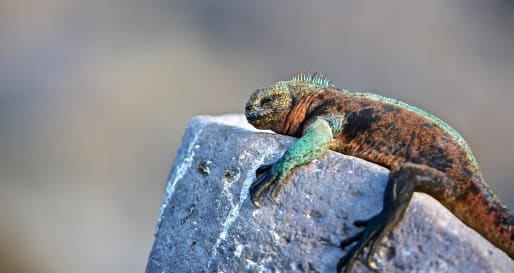 Marine Iguana