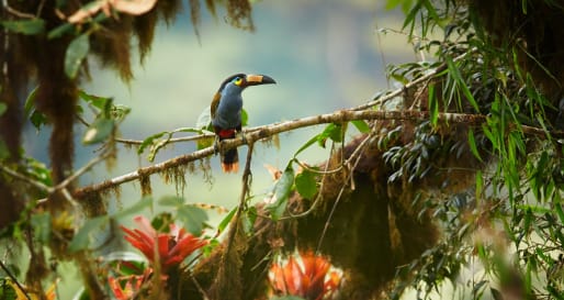 Toucan - Ecuador and Galapagos Honeymoon