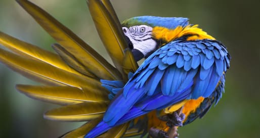 Amazon - Family Ecuador & Galapagos Islands Adventure