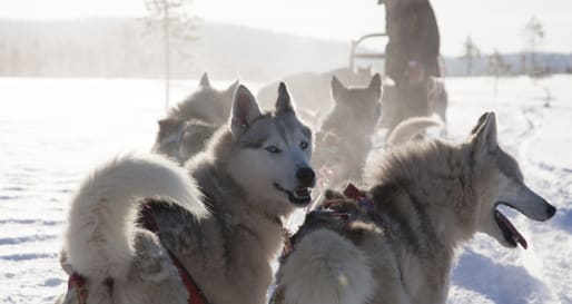 Husky dog sledding