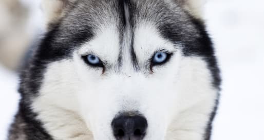 Husky safari at Beana Laponia