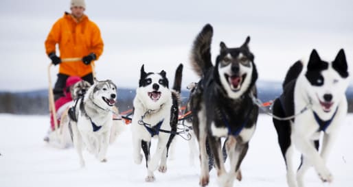 Husky Safari - Finnish Lapland, Finland