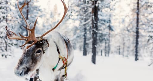 Reindeer farm with reindeer safari