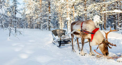 Reindeer 