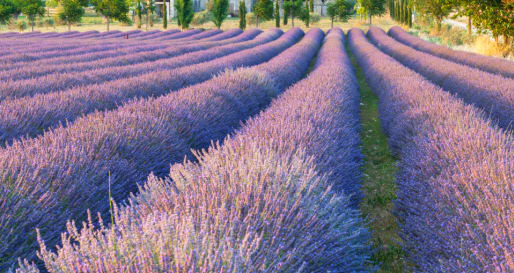 Lavender Field 