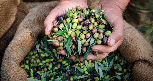 Olives - Gourmet Greece