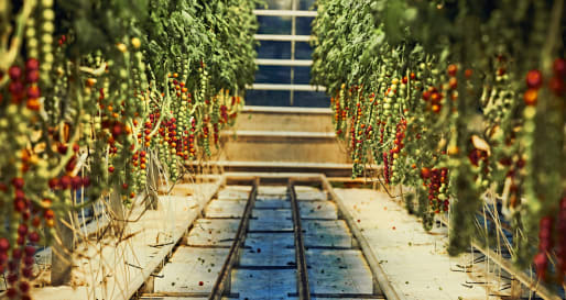 Tomato Farm 